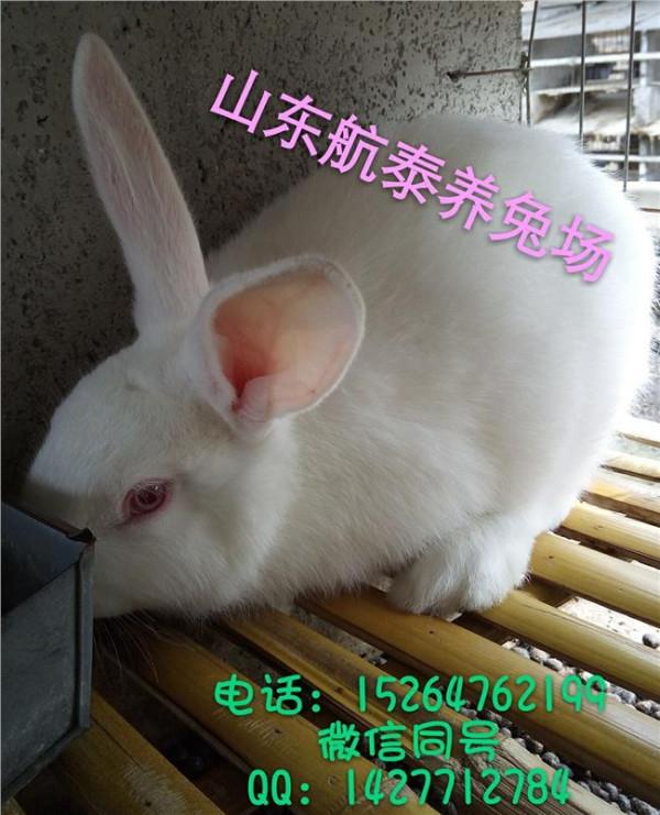 >现在生姜多少钱一斤 獭兔养殖场 现在市场上的獭兔多少钱一斤
