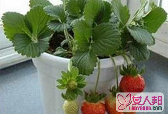 >如何在阳台种草莓 阳台种草莓怎样施肥