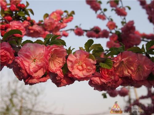 王小军的春天 桃花的象征意义 春天的象征——桃花