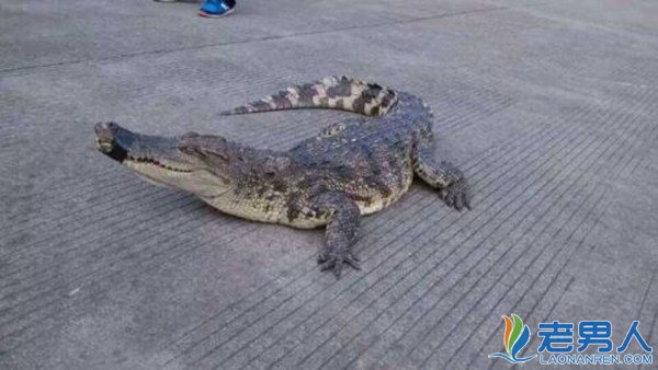高速路上惊现成年暹罗鳄揭现鳄鱼原因