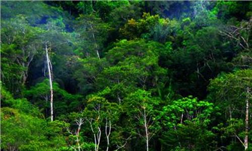 亚马逊热带雨林 李氏砭法|虎符铜砭战胜亚马逊热带雨林毒虫