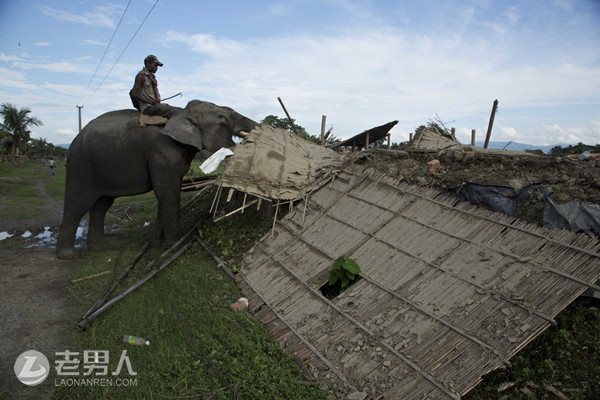 >60只大象迷路进村 毁坏数十栋房屋被驱逐