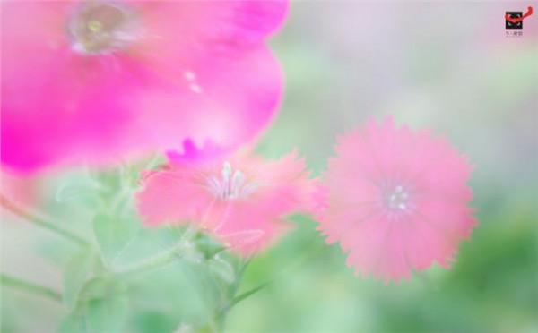 >白居易花非花意向 白居易的《花非花》的写作背景