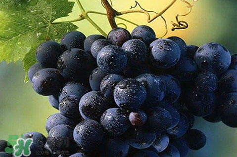 夏黑是葡萄还是提子_葡萄和提子的区别_提子和葡萄哪个好