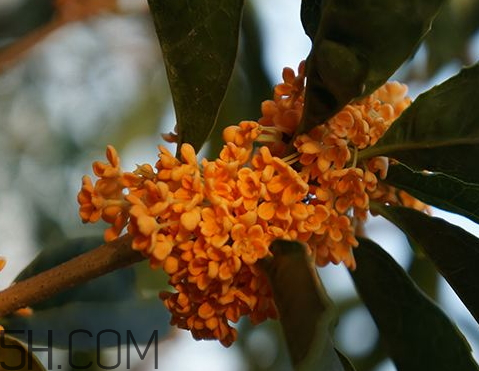 红桂花能泡酒吗 红桂花泡酒的功效与作用