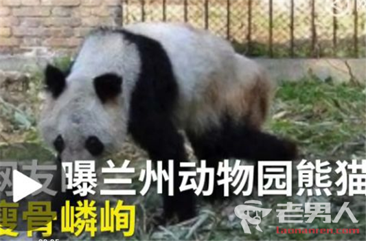 >大熊猫瘦成皮包骨 网友声讨兰州动物园