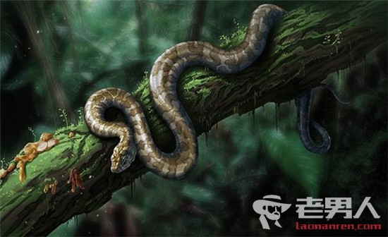 首次发现蛇琥珀 迄今世界上发现的最古老的幼蛇