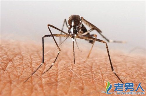 揭秘全球十大最致命的动物 蚊子竟占据榜首
