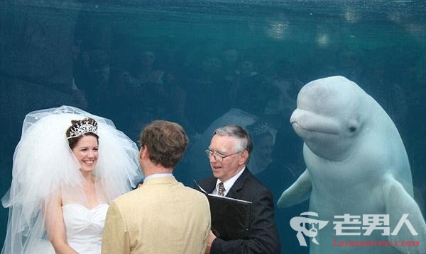 >白鲸抢镜新婚夫妇 面带笑容非常可爱