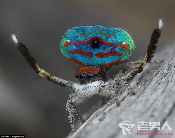 澳洲发现蜘蛛新品种 色彩鲜艳外观令人惊叹