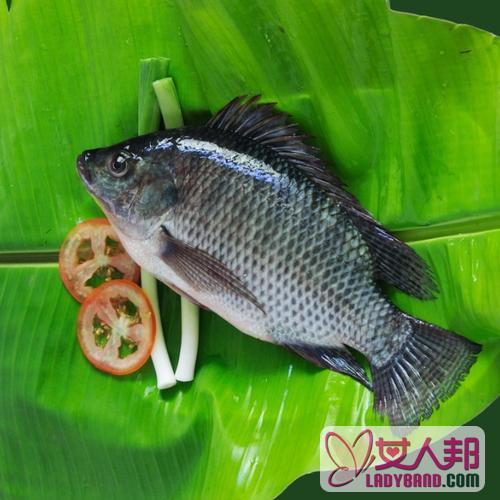 >罗非鱼的功效与作用及食用方法_罗非鱼的营养价值