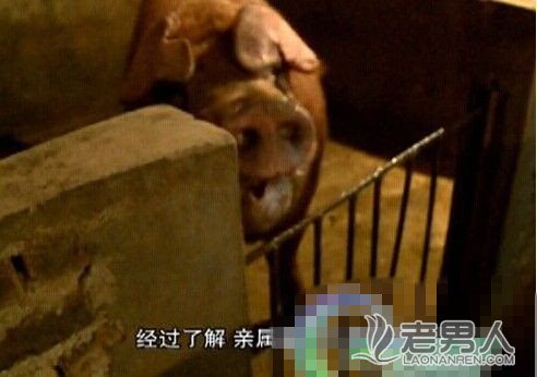 >养猪户被自家养殖的公猪咬死 公猪会记仇（图）