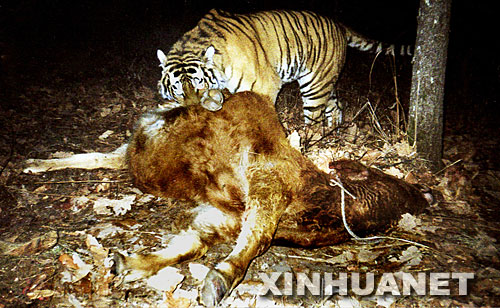解释词语:哺乳动物 化石动物世界老虎吃牛 自然保护区