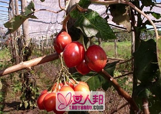 >树番茄的功效与作用 吃树番茄的好处