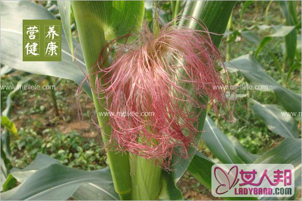【玉米须】玉米须的功效与作用及食用方法