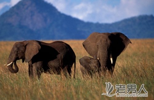 >2014世界大象日：关注身处困境的非洲象和亚洲象