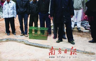 施工挖出休眠大蟒蛇 受惊逃窜受伤过重死亡