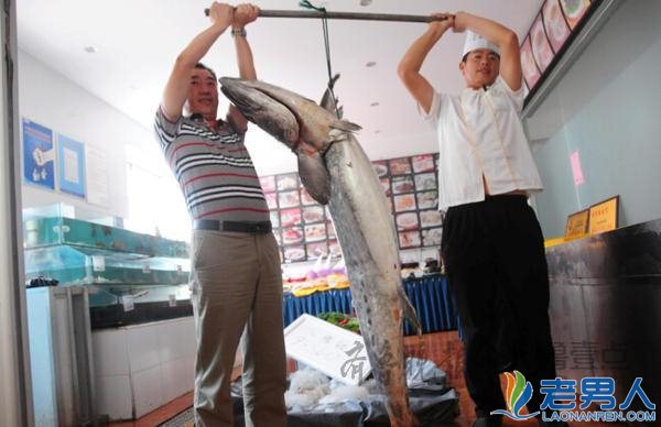 烟台现罕见鲅鱼王 150斤引得市民纷纷围观