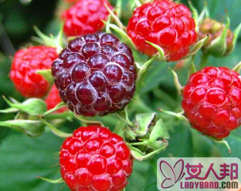健康常识 树莓的营养价值