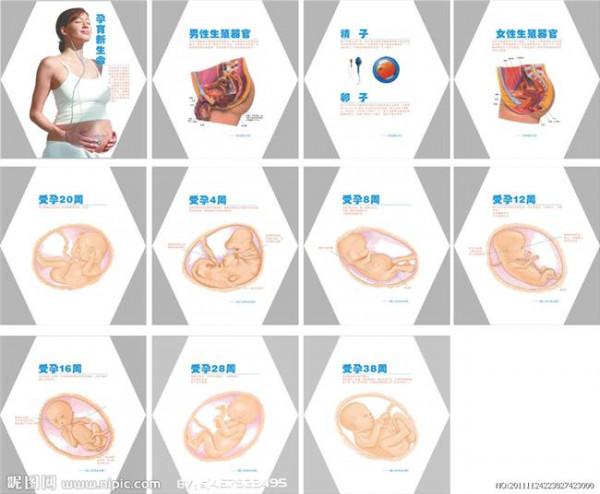 >怀孕第几周成胎儿 怀孕38周胎儿横位怎么办