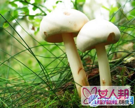 >【蘑菇的功效与作用】中药蘑菇的功效与作用_蘑菇的用法用量和禁忌注意