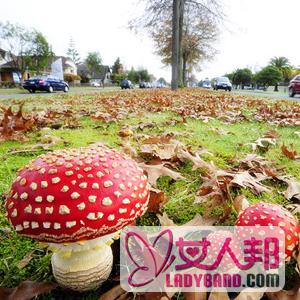 【红蘑菇】红蘑菇的营养价值_红蘑菇能治肺癌吗