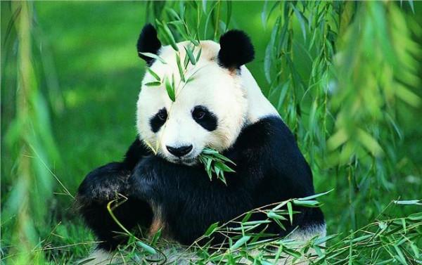 俞钟熊猫在回家的路上 被称为“熊猫爸爸”的成都研究员 打造大熊猫成中国“名片”在路上