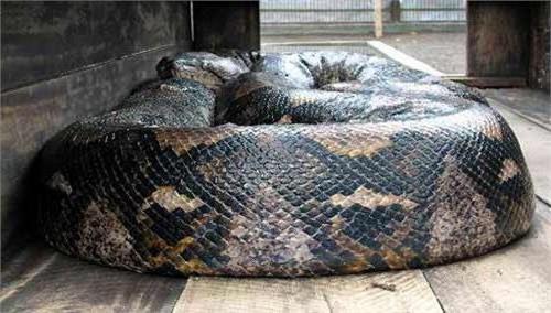 >世界上最大的蛇 全世界最大的蛇有多大
