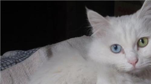 猫咪鸳鸯眼 为什么猫咪会有鸳鸯眼?