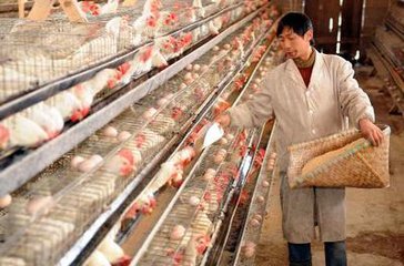 鸡肉鸡蛋零售价降 养鸡上市公司鸡蛋概念股行情如何