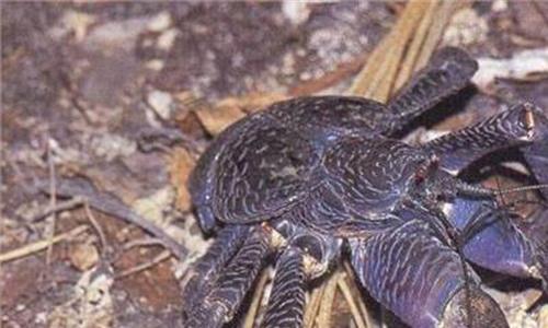 椰子蟹在中国能养殖吗 椰子蟹是保护动物吗 中国哪里能买到
