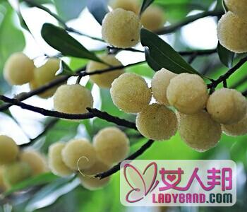 >【白杨梅】白杨梅的营养价值_白杨梅的美味吃法