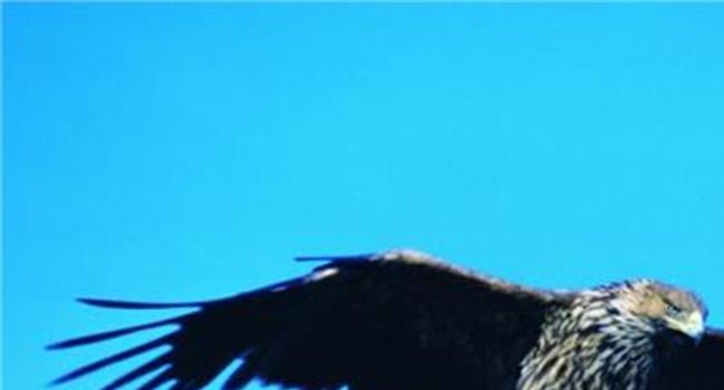 【苍鹰捕猎视频大全】背上GPS定位器 南京一只苍鹰“1119”重飞蓝天