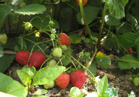 春天种草莓会结果吗？春天种草莓什么时候结果？