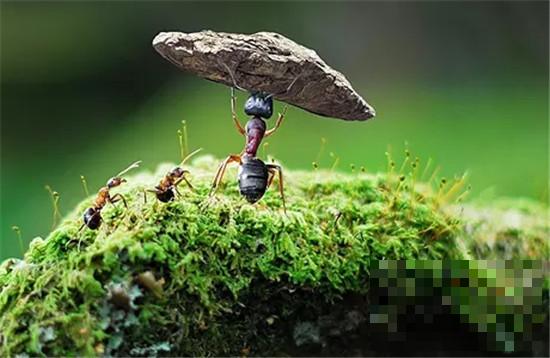 >黑蚂蚁有什么好处 助睡眠的作用