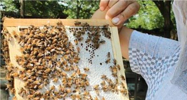 【蜂巢蜜治疗鼻炎怎样吃】蜂巢蜜原来是可以治疗鼻炎的