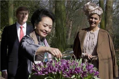 郁金香种植需要多浇水吗