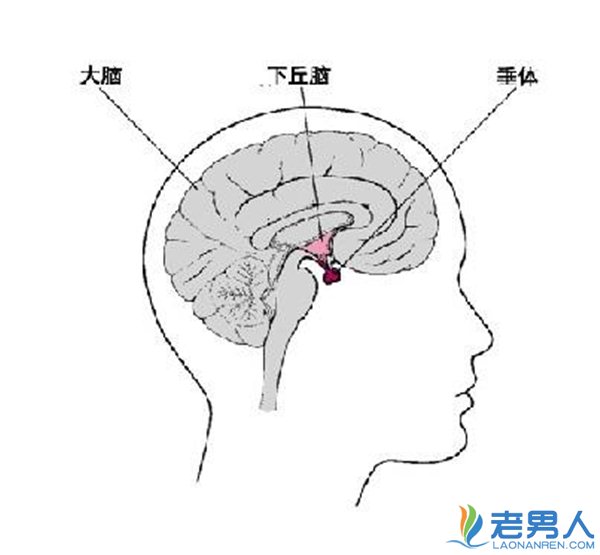 >垂体瘤病症相关知识介绍 手术治疗会有后遗症吗