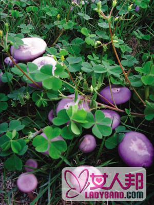 >紫色的蘑菇有没有毒 紫花脸蘑菇做法