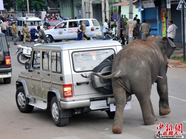 大象袭击印度迈索尔市区 一人被踩死【图】