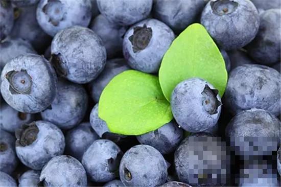 >蓝莓的营养价值 增进视力