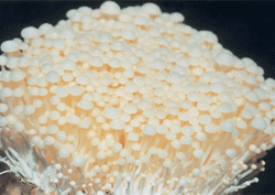金针菇菌种生产繁殖技术