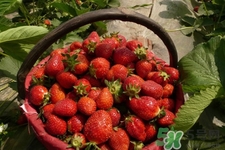 家里可以种草莓吗？阳台上可以种草莓吗？