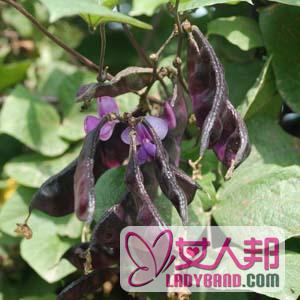 【紫扁豆的功效与作用】紫扁豆的营养价值_紫扁豆的饮食禁忌