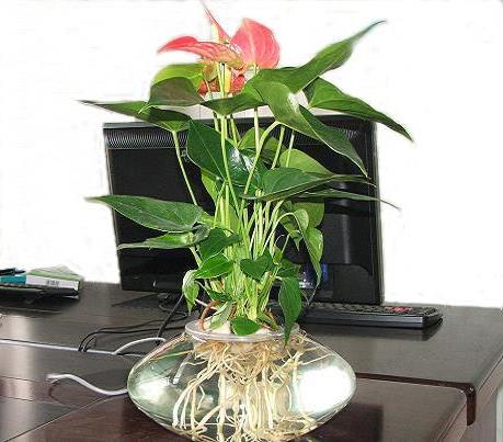 >哪种水养植物放办公室最好?红掌是一直都有开花吗?