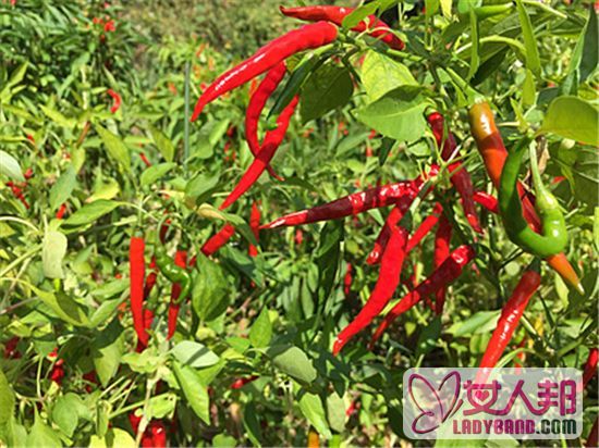 >小红尖辣椒有什么好处 小红尖辣椒的的功效与作用