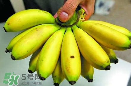 芭蕉是香蕉吗？芭蕉和香蕉的区别