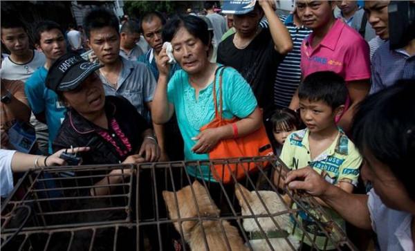 天津杨晓云买的狗饿死、热死、闷死了400多只