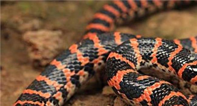 【赤链蛇和红斑蛇】红斑蛇和赤链蛇分别?红斑蛇赤练蛇是一种蛇吗?