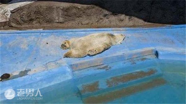 >世界最悲伤北极熊 将搬离中国入住英国